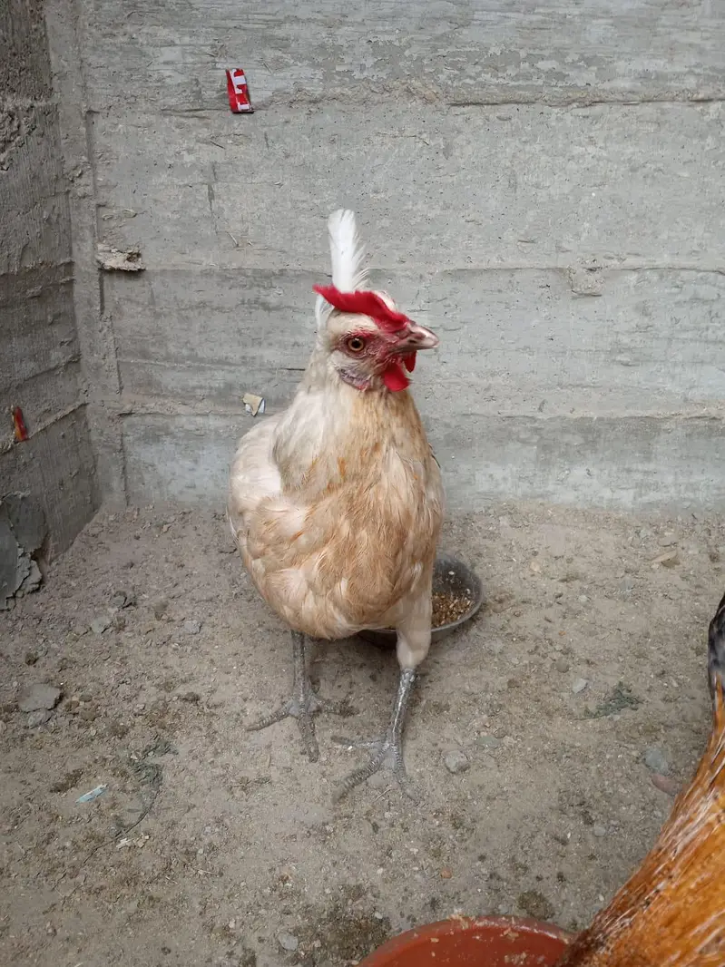 Misri pair for sale 03182252554 — photo 6