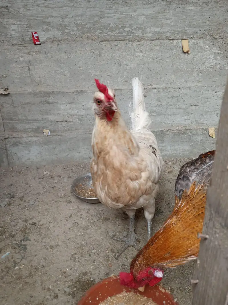 Misri pair for sale 03182252554 — photo 7