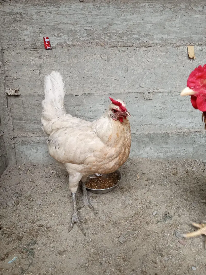 Misri pair for sale 03182252554 — photo 8