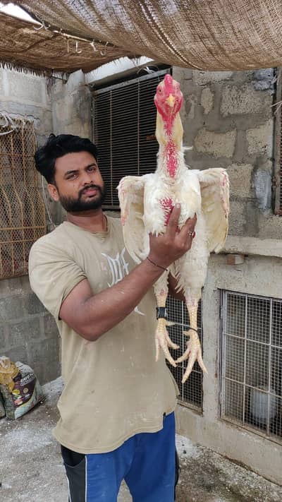 king size German o shamo, Indian parrot beak whatsapp no 03168035881