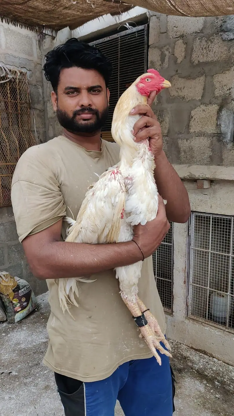 king size German o shamo, Indian parrot beak whatsapp no 03168035881 — photo 2