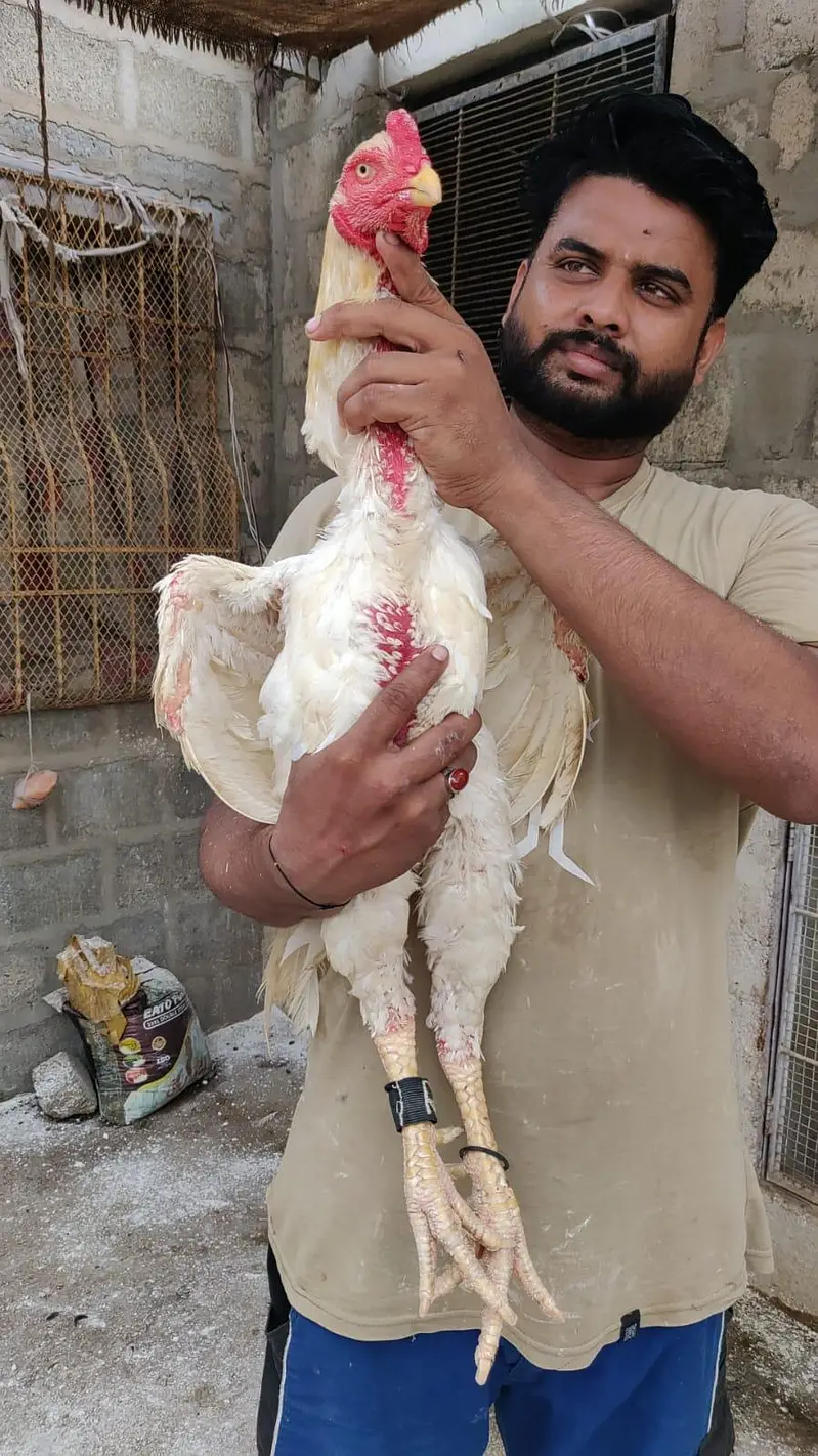 king size German o shamo, Indian parrot beak whatsapp no 03168035881 — photo 3