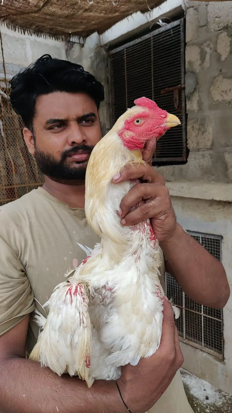 king size German o shamo, Indian parrot beak whatsapp no 03168035881 — photo 4