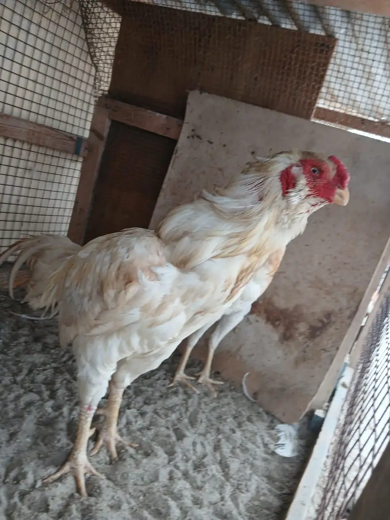king size German o shamo, Indian parrot beak whatsapp no 03168035881 — photo 6