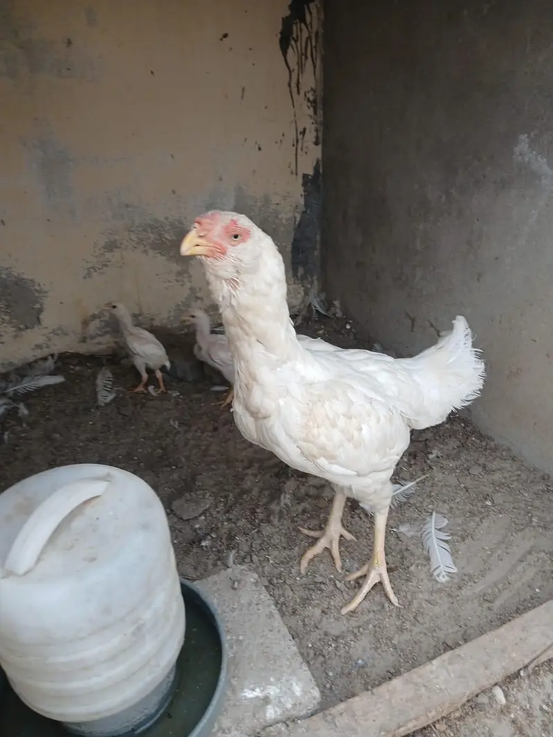 king size German o shamo, Indian parrot beak whatsapp no 03168035881 — photo 7