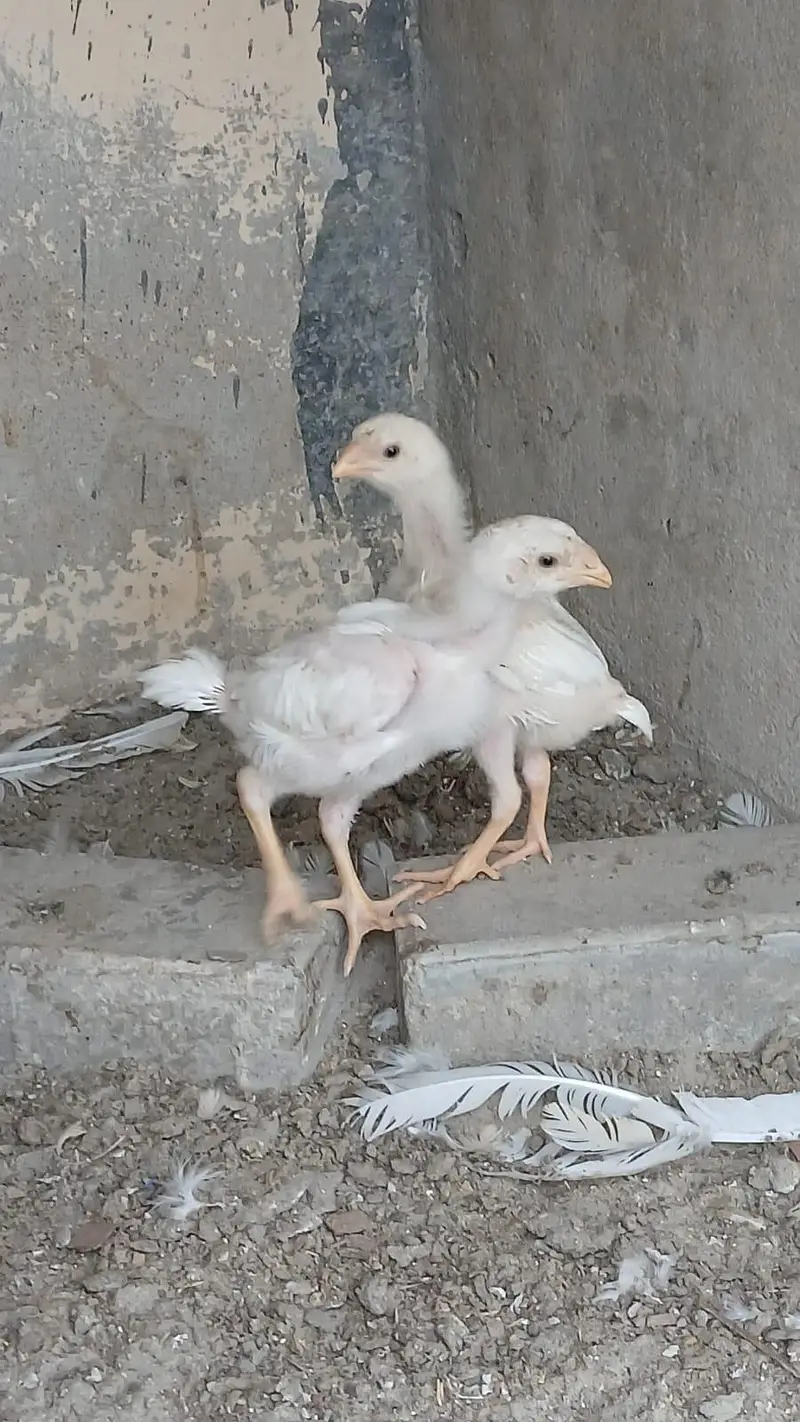 king size German o shamo, Indian parrot beak whatsapp no 03168035881 — photo 8