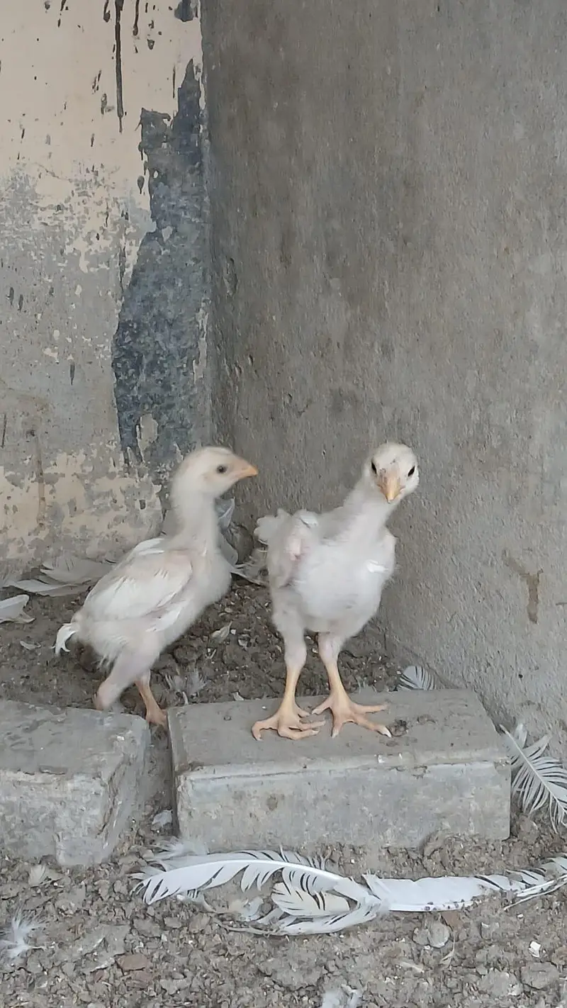 king size German o shamo, Indian parrot beak whatsapp no 03168035881 — photo 9