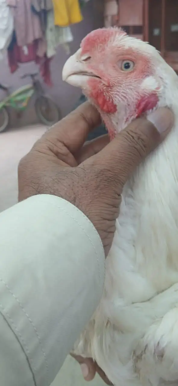 king size German o shamo, Indian parrot beak whatsapp no 03168035881 — photo 10