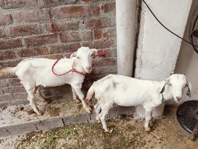 2 goats — photo 2