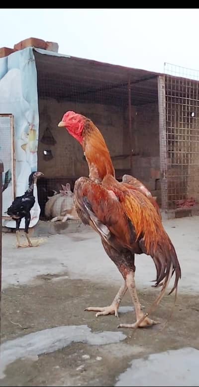 Burmi pakoya Cross Murgha available