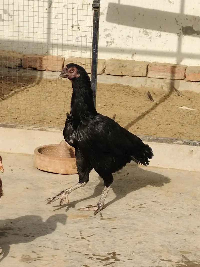 Aseel Mushki Female — photo 2