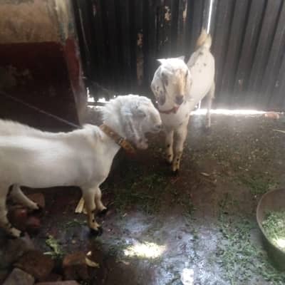 Desi bakra 2