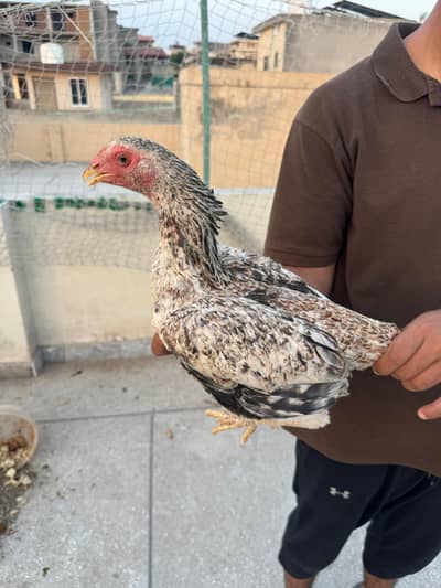 Aseel mian wali home breed