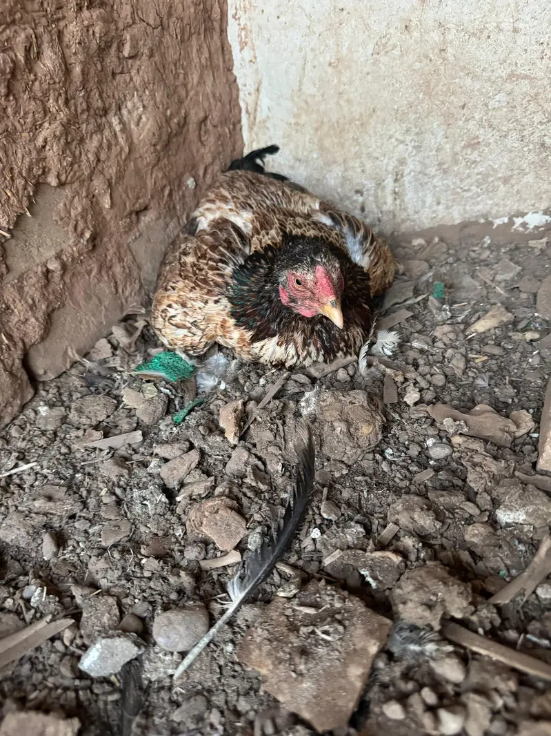 Aseel mian wali home breed — photo 2