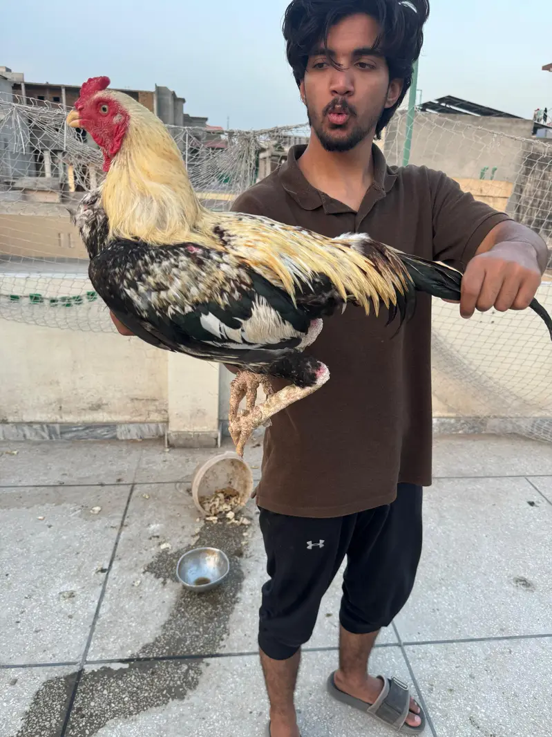 Aseel mian wali home breed — photo 3