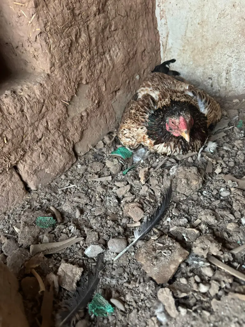 Aseel mian wali home breed — photo 5