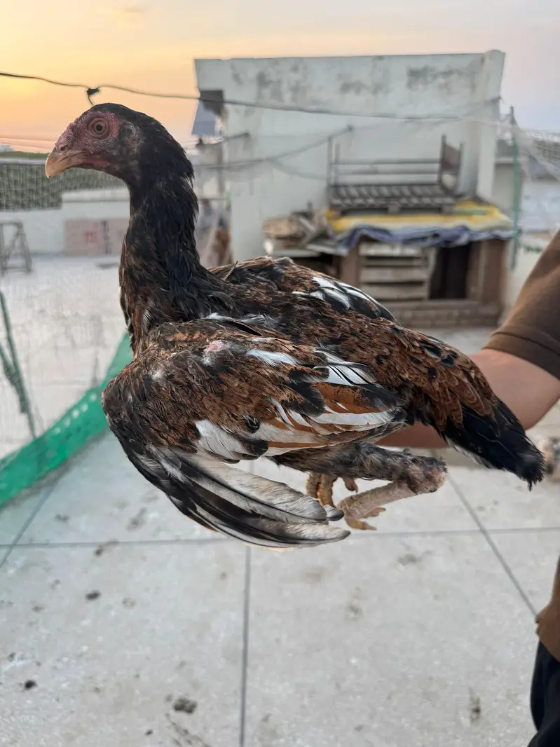 Aseel mian wali home breed — photo 6