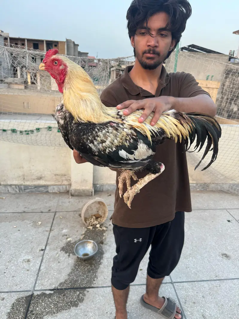 Aseel mian wali home breed — photo 7