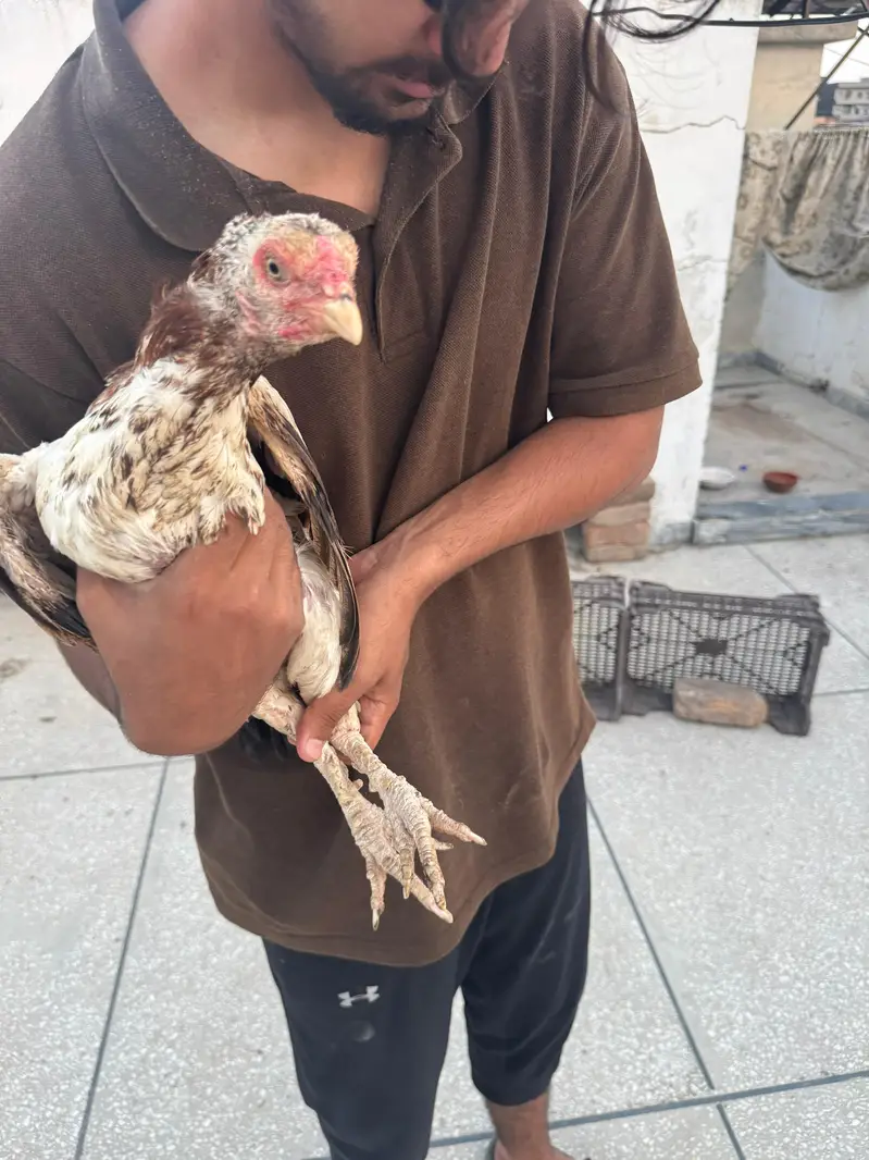 Aseel mian wali home breed — photo 8