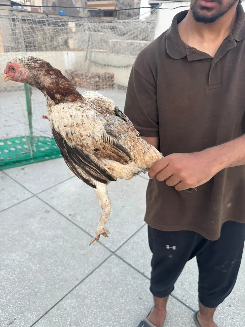 Aseel mian wali home breed — photo 9
