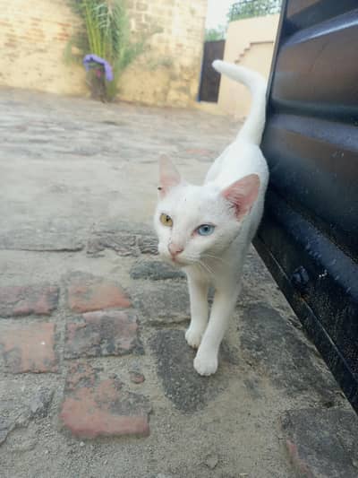 cat for s ll
