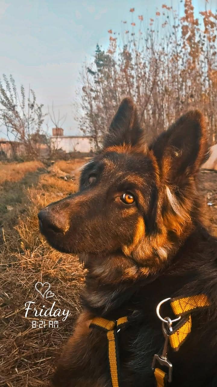 jarman shepherd. 2