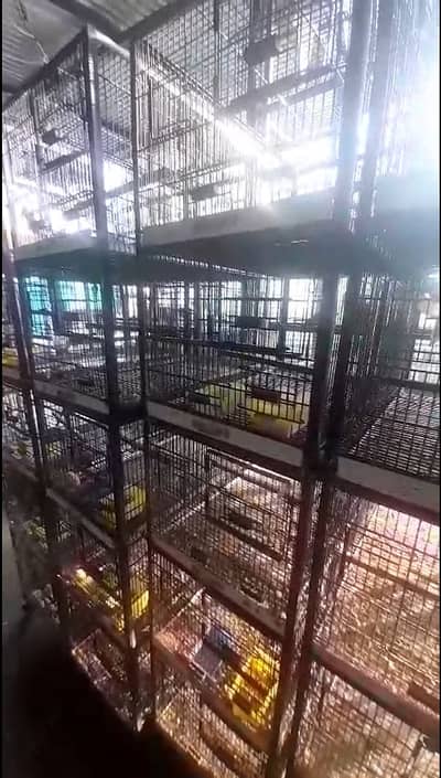 Lovebirds Cages