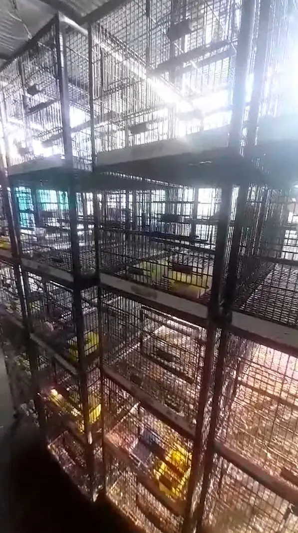 Lovebirds Cages — photo 2