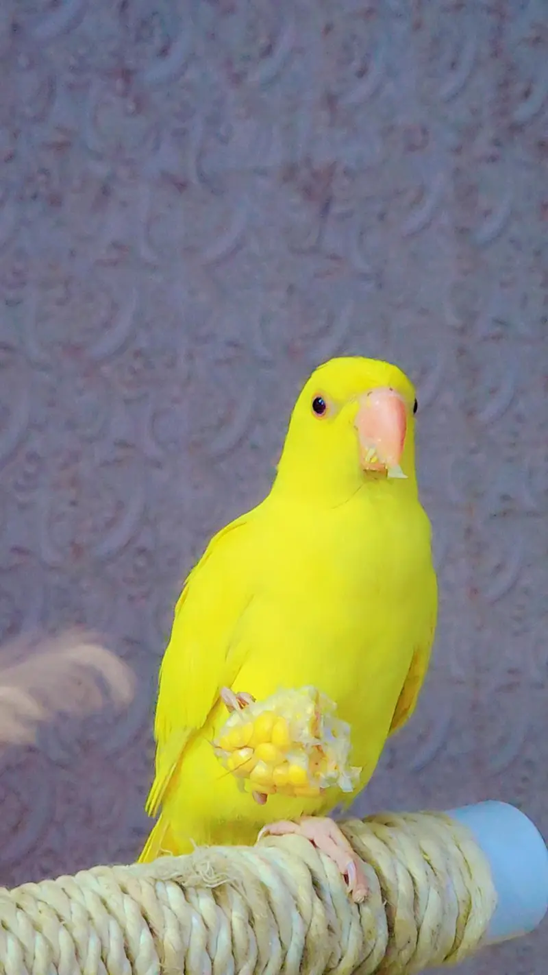 yellow ringneck — photo 2
