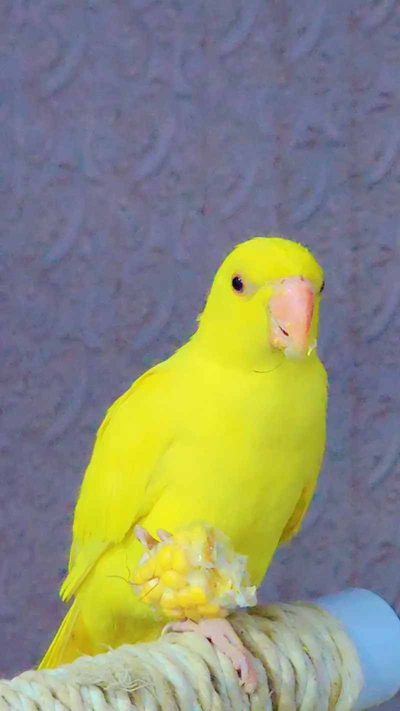 yellow ringneck — photo 3