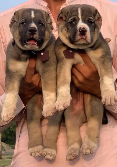 king Kurdish kangal full security dog pair 2 mohtn for sale
