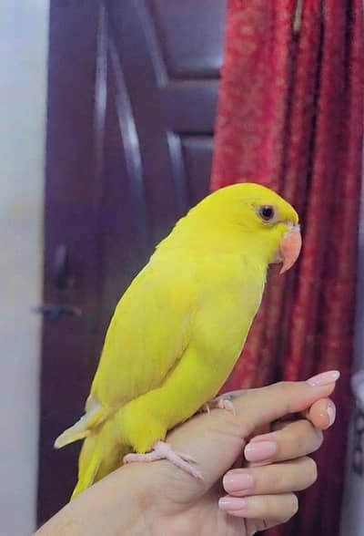 yellow ringneck
