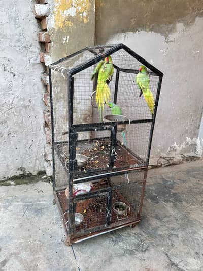 GREEN PAROOT