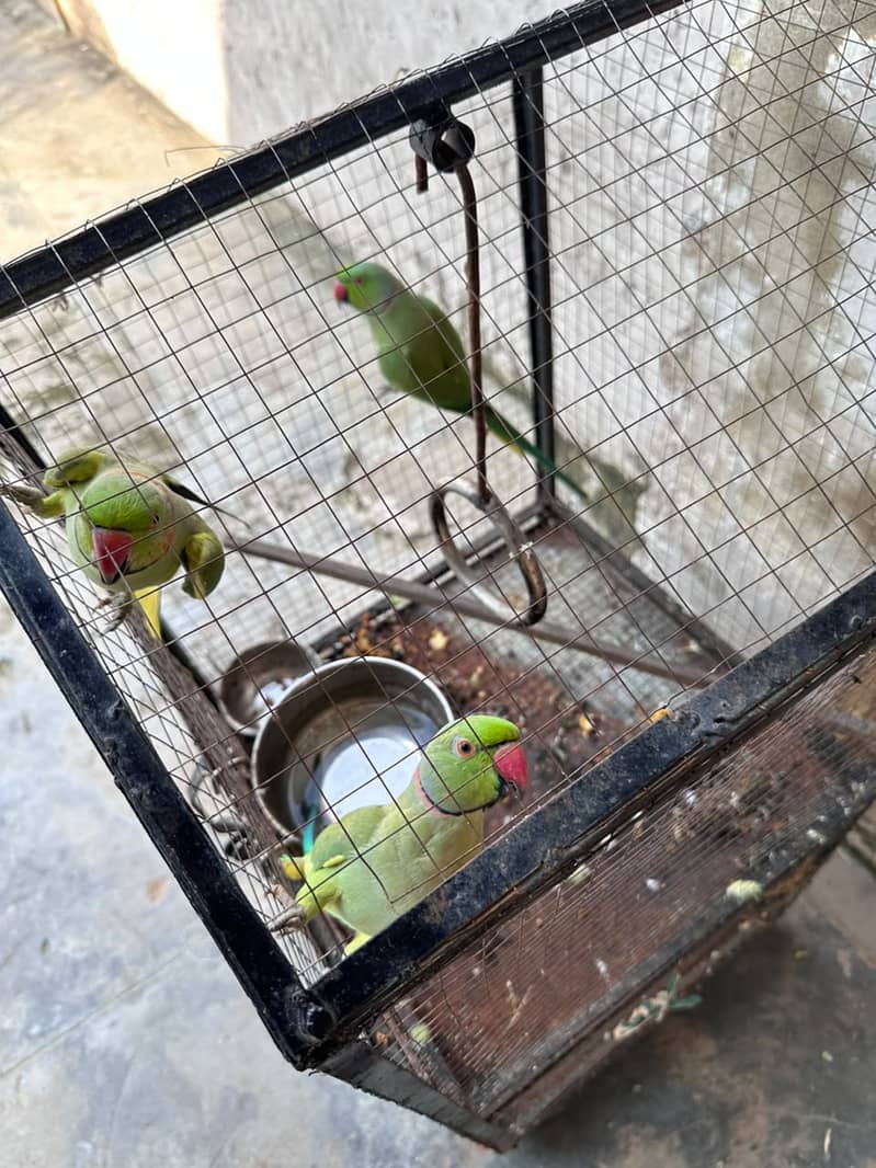 GREEN PAROOT 2