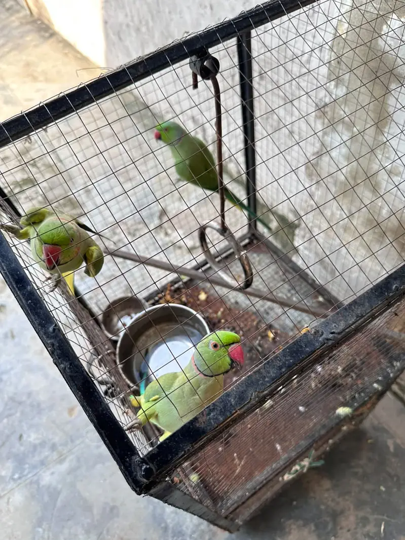 GREEN PAROOT — photo 3