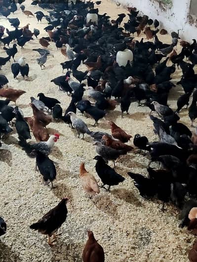 Australorp Chicks| fancy Chicks|RIR_Fumi Chick| haritage |چوزے/Fayoumi