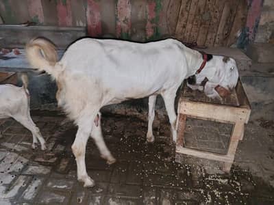 bari gulabi hai choti iska hi bachcha hai kamori to gulabi dono female