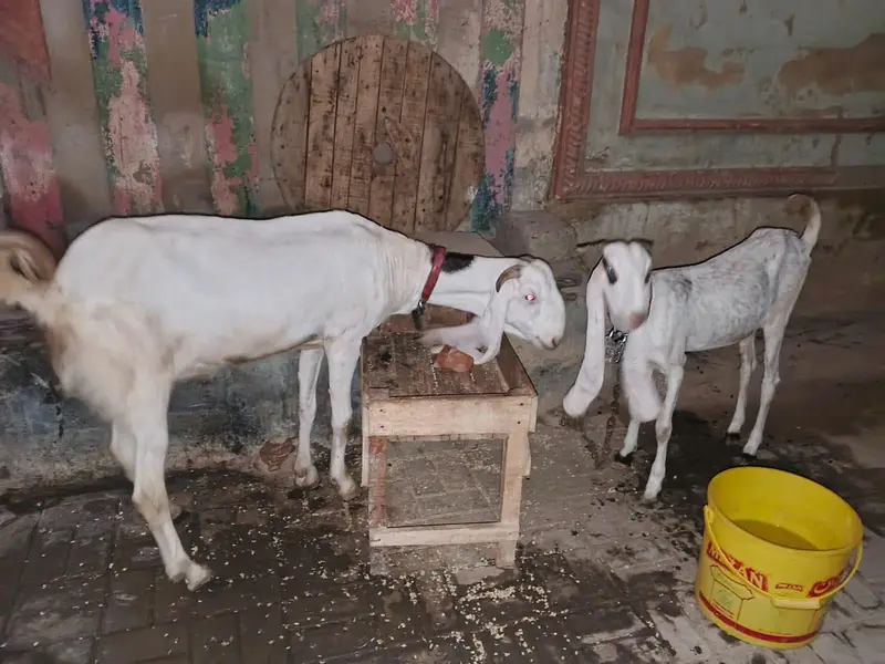 bari gulabi hai choti iska hi bachcha hai kamori to gulabi dono female — photo 2