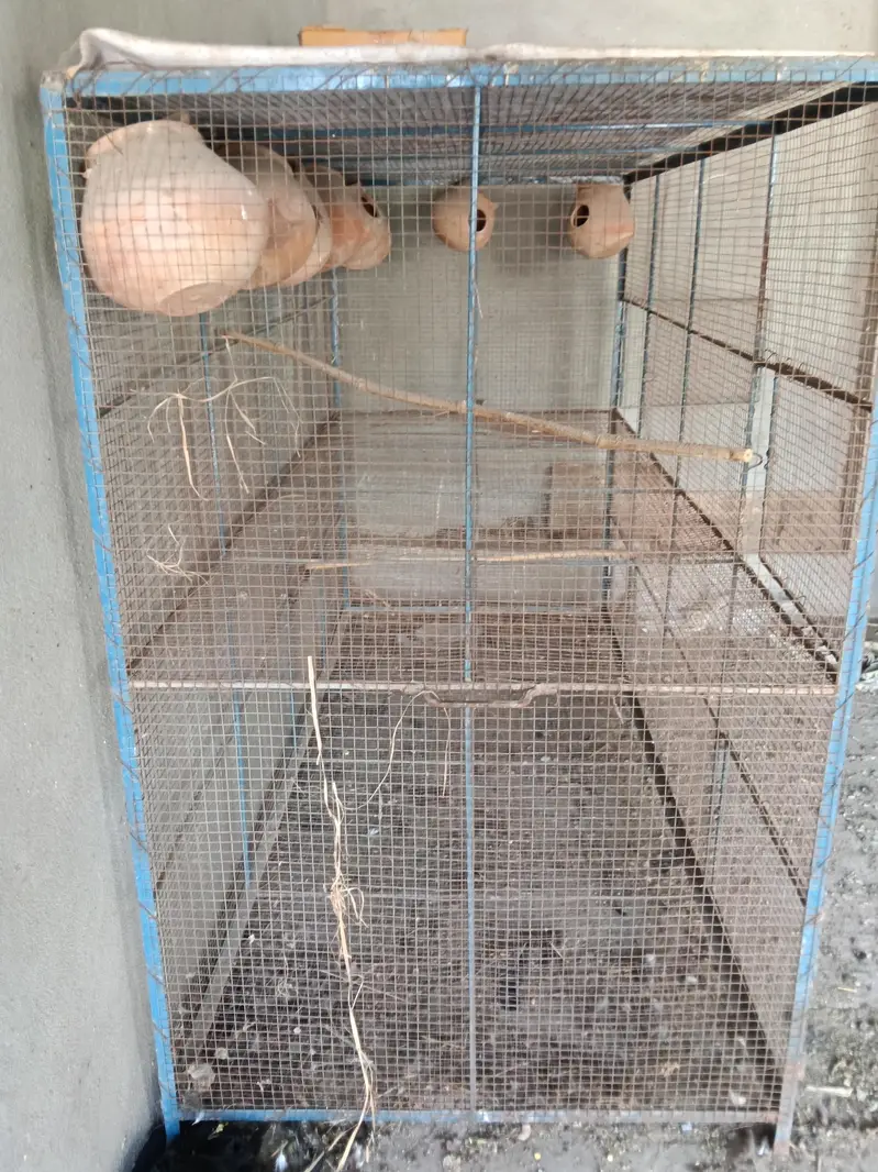with free metca cages for bird's — photo 2