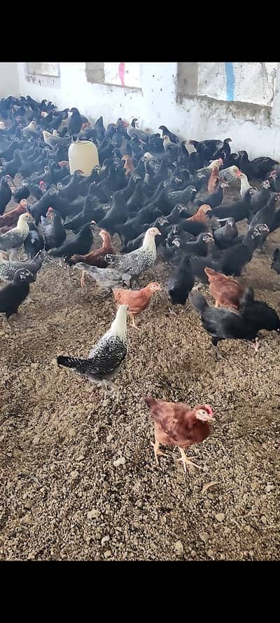 Australorp Chicks| fancy Chicks|RIR_Fumi Chick| haritage |چوزے/Fayoum