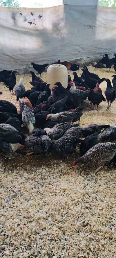 Australorp Chicks| fancy Chicks|RIR_Fumi Chick| haritage |چوزے/Fayoum