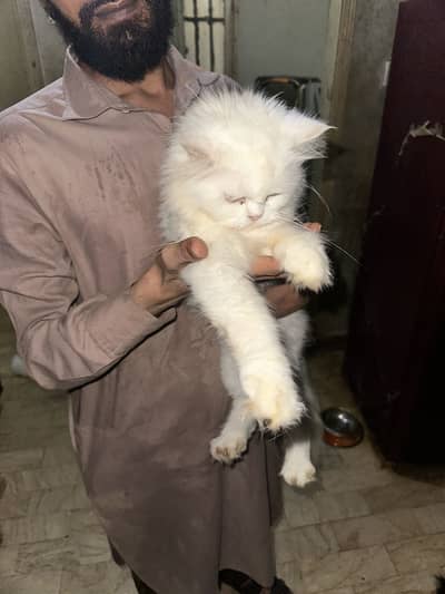 Cats are available for new home