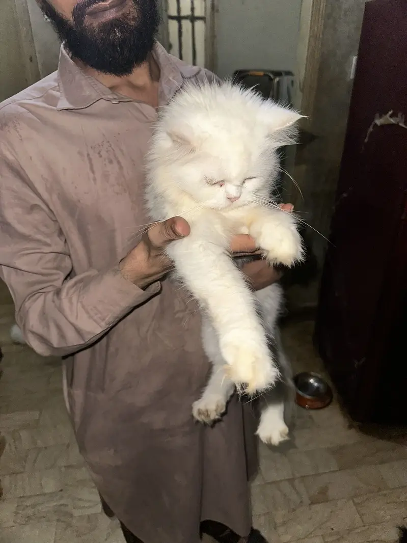 Cats are available for new home