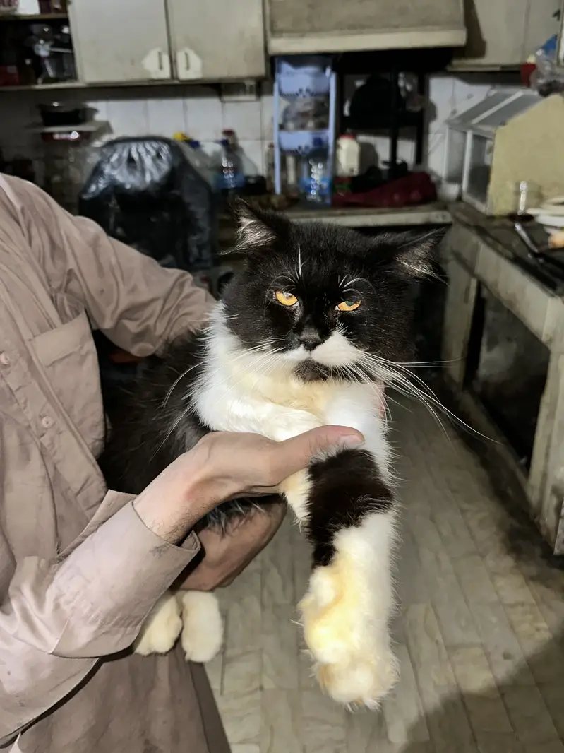 Cats are available for new home — photo 2