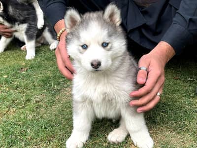 Siberian husky puppy blue eyes pure husky