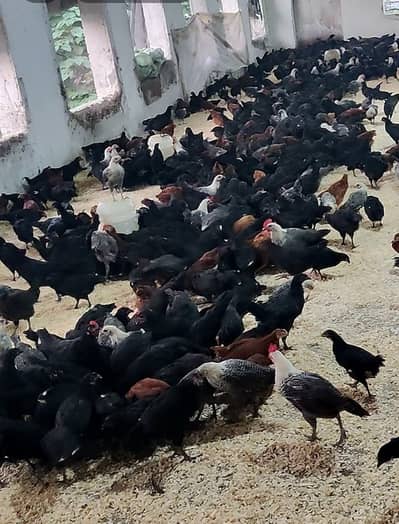 Australorp Chicks| fancy Chicks|RIR_Fumi Chick| haritage |چوزے/Fayoumi