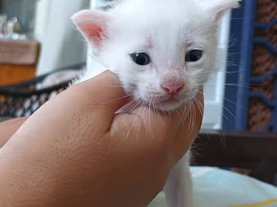 Pure White Turkish Angora Kittens – Healthy Breed | PKR 10,000 Each