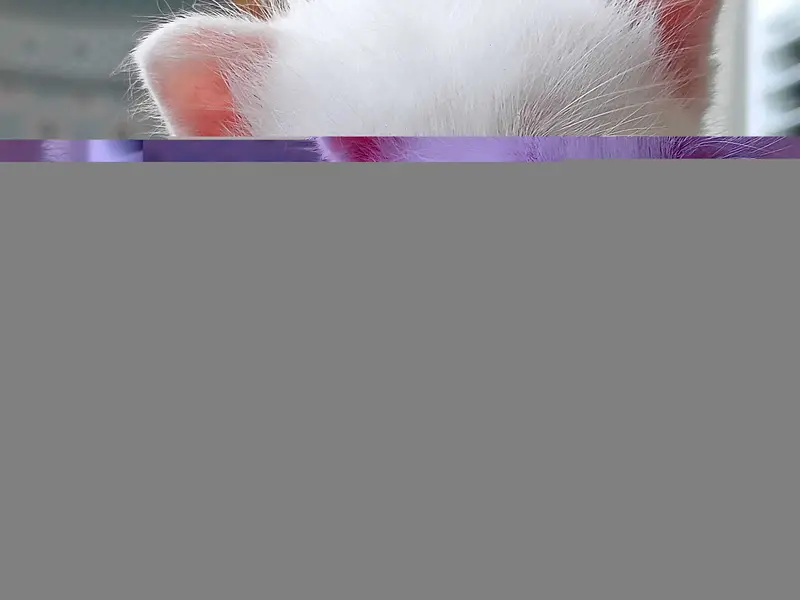Pure White Turkish Angora Kittens – Healthy Breed | PKR 10,000 Each — photo 2