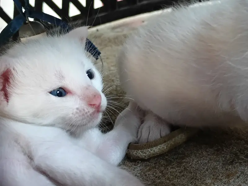 Pure White Turkish Angora Kittens – Healthy Breed | PKR 10,000 Each — photo 3