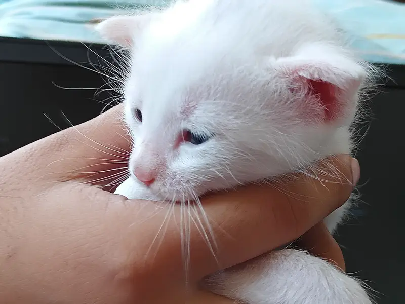 Pure White Turkish Angora Kittens – Healthy Breed | PKR 10,000 Each — photo 4
